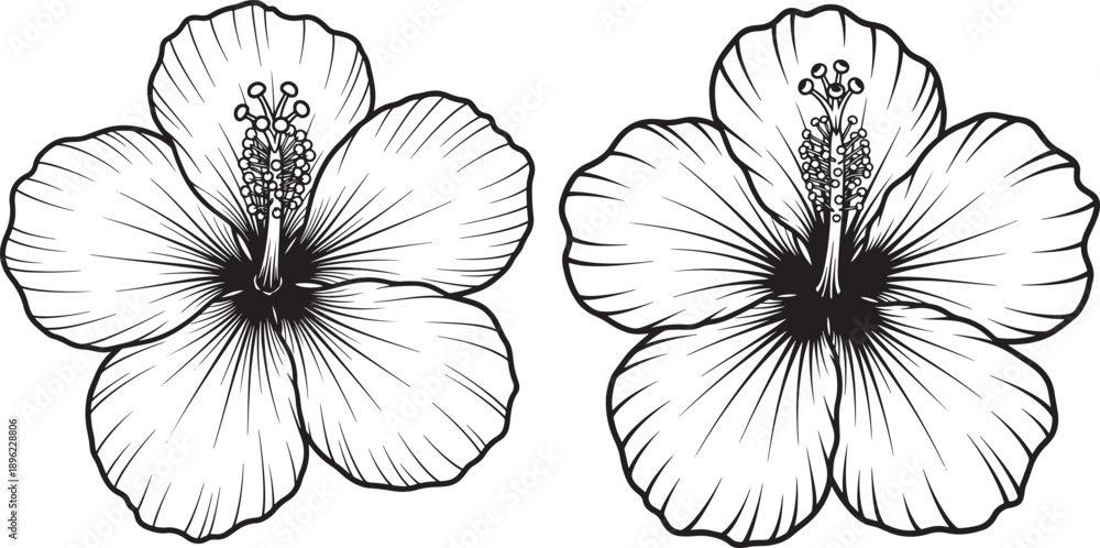Fototapeta premium Two finely detailed line art drawings of hibiscus flowers, capturing the beauty of tropical flora and nature.