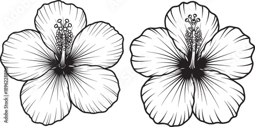 Two finely detailed line art drawings of hibiscus flowers, capturing the beauty of tropical flora and nature.