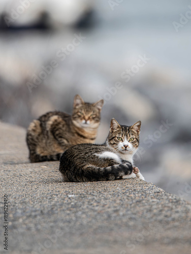 Foto cat on a rock ,animal,cat,rock,cats
