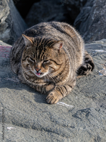 cat on a rock ,animal,cat,rock,cats