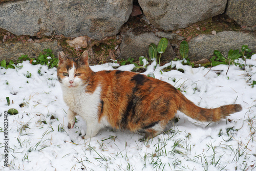 Photography Calico cat with a tricolor coat white red black standing in the snow dry grass g