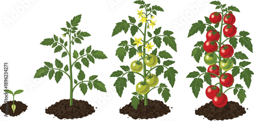 Tomato plant growth stages illustration, seedling to flowering and ripe fruit cycle, gardening agriculture infographic, vegetable farming process vector design