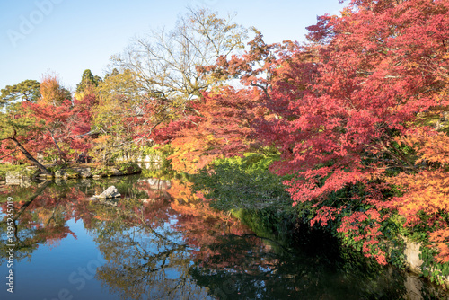 Autumn maple trees surround a tranquil pond in Kyoto, Japan, reflecting vivid red and orange foliage beneath clear blue skies, creating a peaceful seasonal landscape.