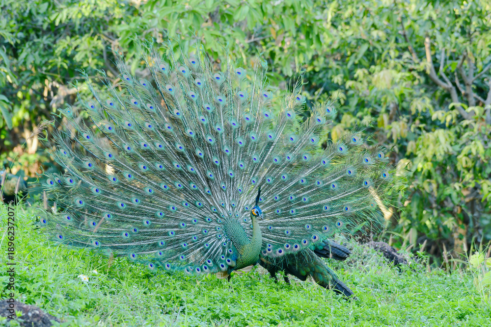 Fototapeta premium Green peafowl (Pavo muticus) in natural habitat