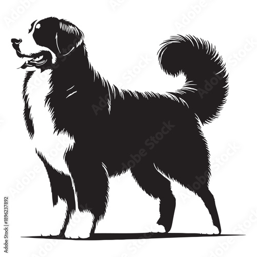 Bernese Mountain Dog Gentle Giant of the Swiss Alps,Bernese Mountain Dog Vector Silhouette ,Strong, Loyal, and Friendly Working Breed
,Bernese Mountain Dog Illustration.