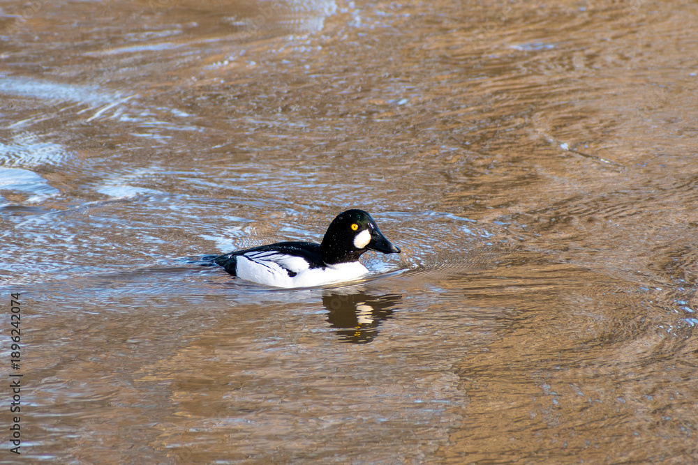 Fototapeta premium A beautiful close-up of a Goldeneye Duck dabbling on the river Trent in Nottinghamshire, UK.