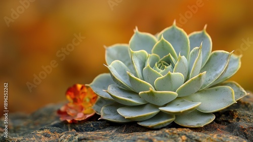 Wallpaper Mural Succulent plant on a rock, blurred autumn background, ideal for nature projects Torontodigital.ca
