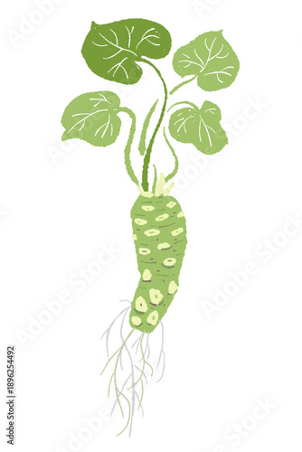 Whole Wasabi Plant with Leaves and Root