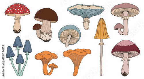 Diverse Hand-Drawn Fungi Collection Isolated on White | Retro Mushroom Illustration Set for Botanical and Foraging Design Elements