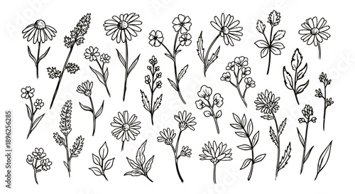 Hand-Drawn Wildflowers and Herbs Sketch Collection Creating Natural Doodles for Rustic Textile Patterns, Cosmetic Packaging, and Wedding Stationery Design.