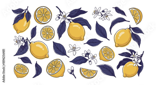 Hand-Drawn Lemon Fruit, Leaves, and Blossom Collection for Modern Citrus Branding and Summer Packaging Design Resource.
