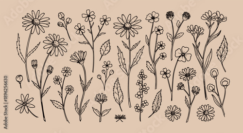 Elegant Hand-Drawn Wildflowers Collection Sketching Botanical Elements for Natural Beauty Branding and Vintage Packaging Design Resource.