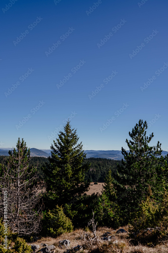 Obraz premium pine trees in the mountains