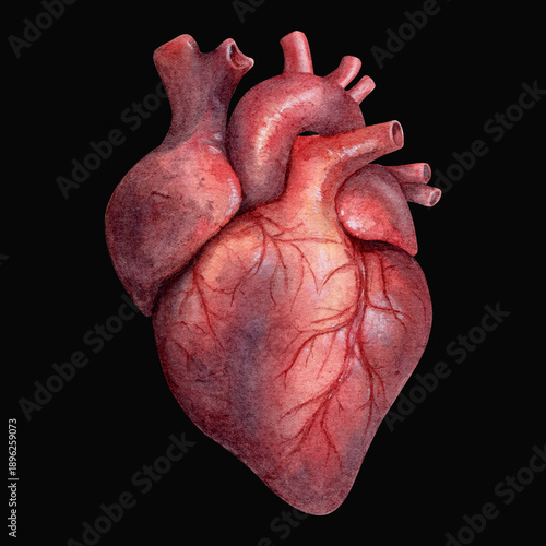 Quadro su tela Vintage Human Heart Anatomy Watercolor Painting on Dark Background, Realistic Me