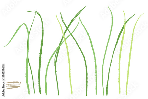 Growing Lemongrass Bush Illustration