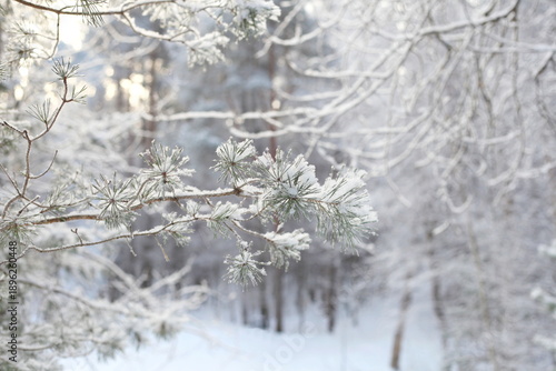 Silent Breath of the Winter Forest with Frosted Pine Branches, Soft Light, and a Calm Snowy Woodland Atmosphere