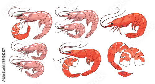 Illustration of multiple shrimp in various poses and arrangements