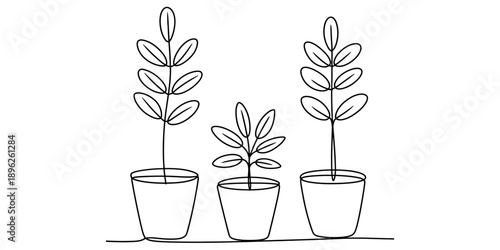 A minimalist single continuous line drawing of three potted plants growing in different sizes Vector, illustration