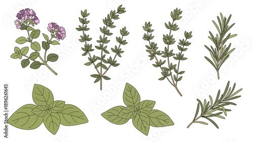 Assorted herbs and plants including oregano, rosemary, and thyme illustrated together on a white background from a top view