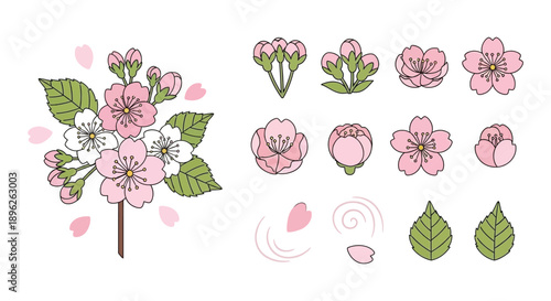 Collection of delicate pink cherry blossoms and green leaves on white background