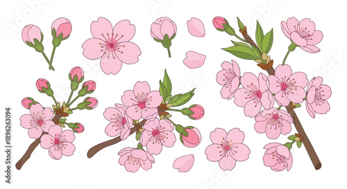 Collection of delicate pink cherry blossoms and green leaves on white background