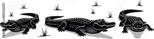 Alligator crocodile silhouettes, swamp reptile wildlife illustration with grass marsh habitat black silhouette predator animal design collection artwork