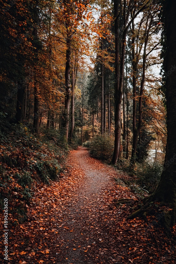 Obraz premium Forest trail covered with autumn leaves