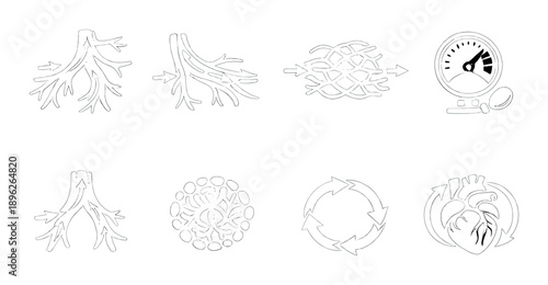 Blood circulation process illustration featuring eight stages and heartbeat monitoring