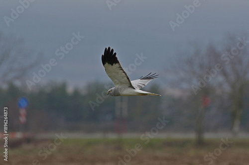 
hen harrier in flight over the field