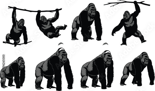 Gorilla silhouette vector set, grayscale poses, hanging, walking, standing, stick action for wildlife, jungle, anatomy, behavior, design themes