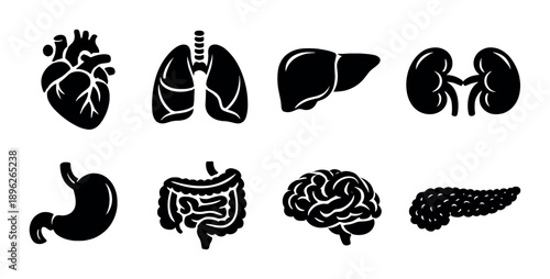 Silhouette of human organs: heart, lungs, liver, kidneys, stomach, intestines, brain, pancreas