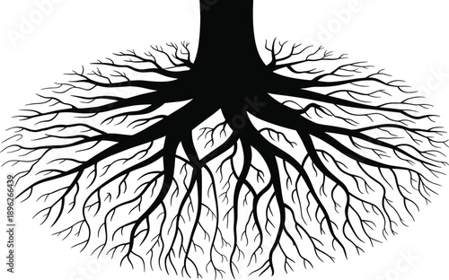 Black silhouette of tree roots spreading outwards on a white background