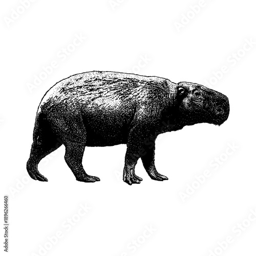 Hand-drawn vector illustration of Josephoartigasia monesi, an extinct giant prehistoric rodent from South America. Detailed vintage engraving style, isolated on white background.