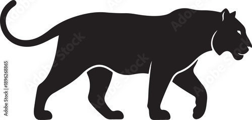 A black panther walking in a powerful and sleek motion