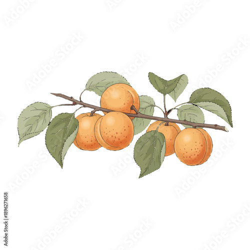 Illustration of a branch with apricots and green leaves on a white background