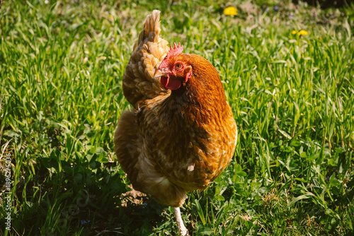 Brown Free Range Chicken Standing on Green Grass in Sunlight