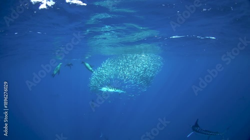 The fastest fish are hunting the sardines. A Kajikia audax is hunting Sardinops sagax caerulea together with sea lions. A fish with a sword on its head in the Pacific Ocean.