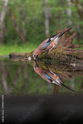 Quadro su tela Eurasian Jay (Garrulus glandarius9