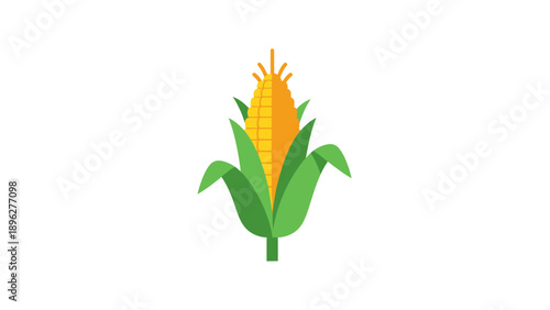 Fresh Corn on the Cob with Green Leaves Vector Illustration