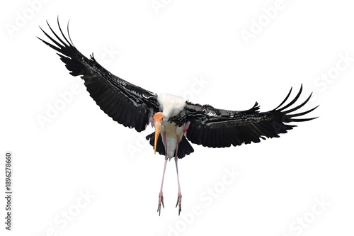 Beautiful flying Painted Stork isolated on transparent background png file	