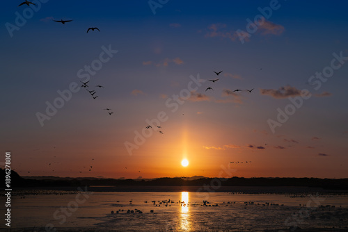 伊豆沼サンピラーと渡り鳥の朝の飛び立ち