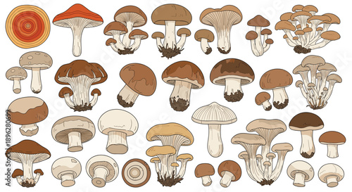 Diverse collection of many different mushroom species illustrated in natural colors and various growth stages for professional botanical use.