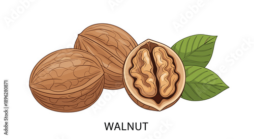 Detailed illustration of whole walnuts in their woody shells and a halved nut showing the brain-like kernel alongside fresh green leaves.