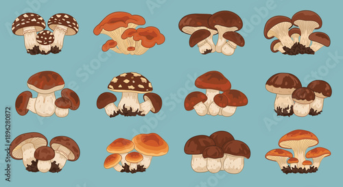 Collection of twelve diverse mushroom species illustrated in a vibrant and stylized manner with various cap shapes and earthy brown colors.