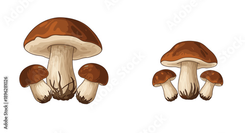 Two clusters of brown cap porcini mushrooms are illustrated in a painterly style showing the thick white stems and forest textures.