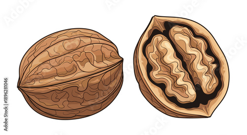 Detailed realistic illustration of two walnuts with one showing the textured shell and the other cracked open to reveal the kernel.