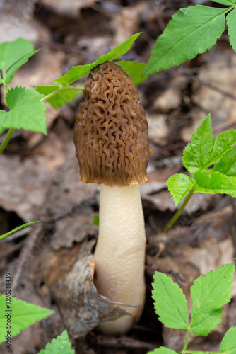 Vertical nature shot of a Verpa bohemica (Early Morel) mushroom growing in the forest. The brown wrinkled cap is framed by bright fresh green leaves, creating a vibrant contrast. 
