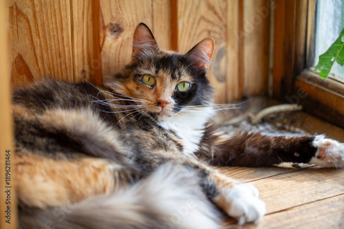 Portrait of a cute tricolor (Calico) cat relaxing on a wooden surface near a window. The fluffy feline features black, ginger, and white fur and looks directly at the camera with bright green eyes.