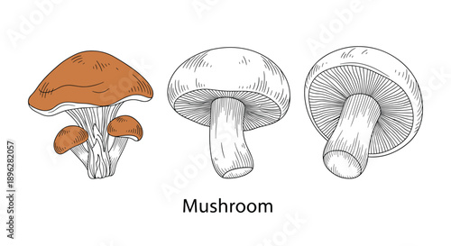 Educational illustration showing three different styles of mushroom drawings including one with a brown cap and two line sketches.