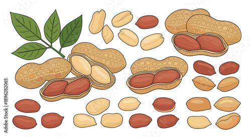 Large collection of peanuts in various stages including whole shells, split pods, and individual kernels with green leaves.